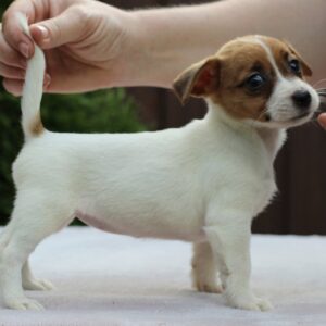 Surea Jack Russell Terrier Surea Jack Russell Terrier