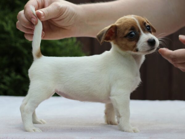 Surea Jack Russell Terrier Surea Jack Russell Terrier