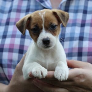 Surea Jack Russell Terrier How to buy puppy safely