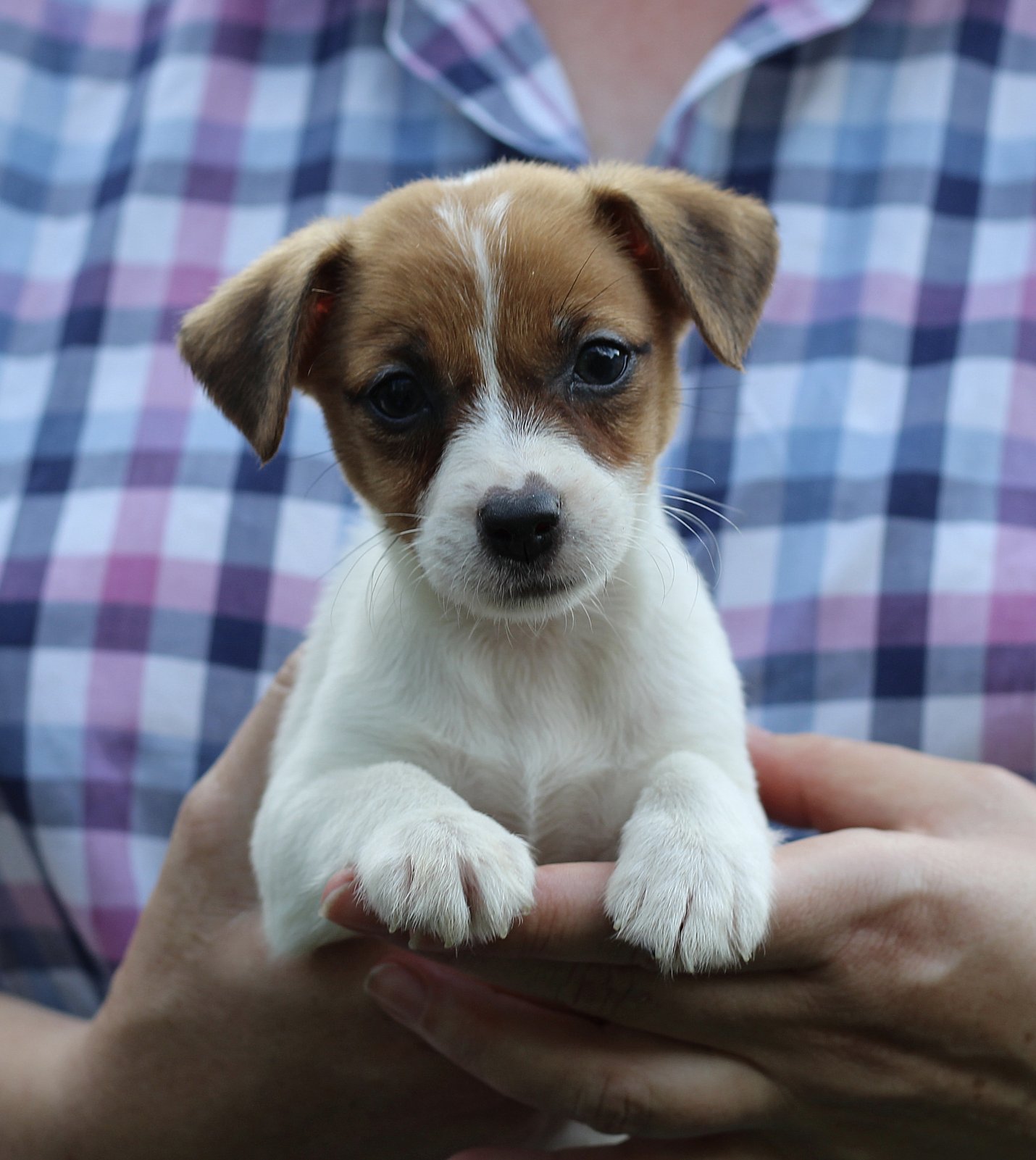 Surea-female-JRT-puppy-for-sale-2 How to buy puppy safely
