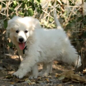 Turkieze White Swiss Shepherd Turkieze White Swiss Shepherd