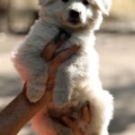 Turkieze-male-wss-puppy-for-sale- (1)