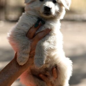 Turkieze White Swiss Shepherd Turkieze White Swiss Shepherd