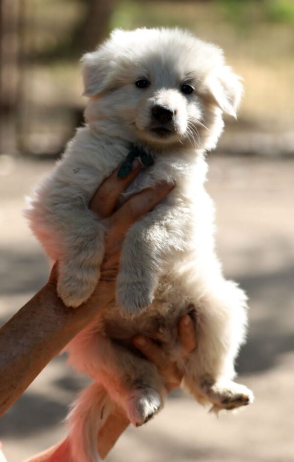 Turkieze White Swiss Shepherd Turkieze White Swiss Shepherd