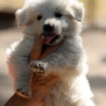 Turkieze-male-wss-puppy-for-sale- (2)