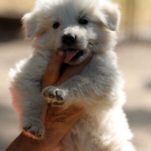 Turkieze White Swiss Shepherd Turkieze White Swiss Shepherd