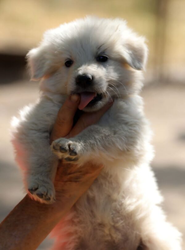 Turkieze White Swiss Shepherd Turkieze White Swiss Shepherd