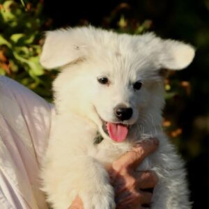 Turkieze White Swiss Shepherd Turkieze White Swiss Shepherd