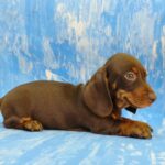 Valen-male-Dachshund-puppy-for-sale-1