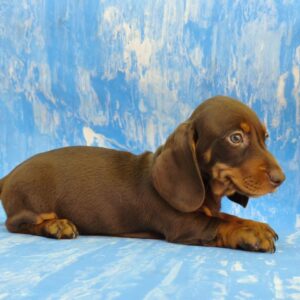 Valen Dachshund Valen Dachshund