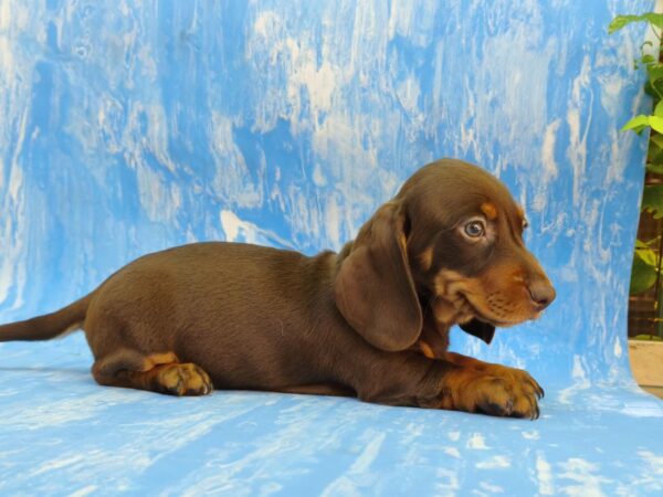 Valen Dachshund Valen Dachshund
