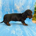 Vanora-female-Dachshund-puppy-for-sale-1