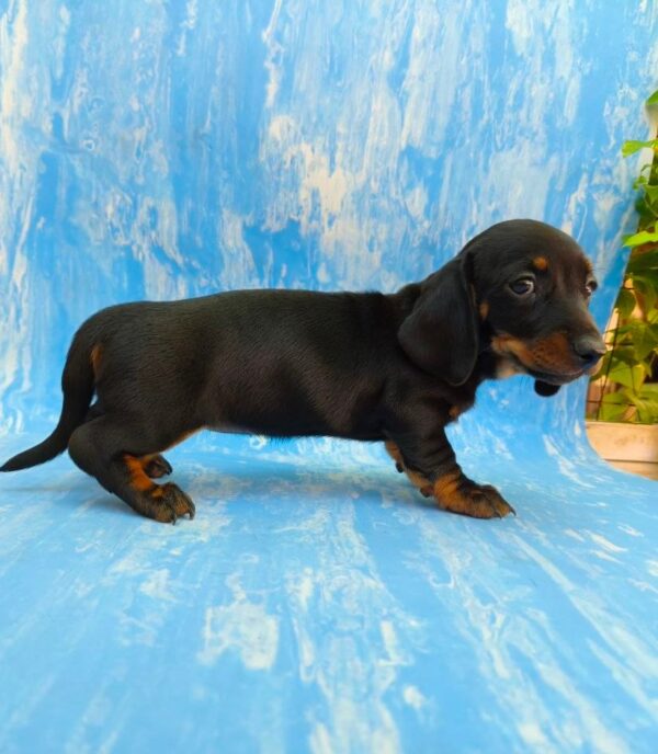 Vanora Dachshund Vanora Dachshund