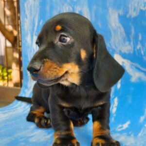 Vanora Dachshund Vanora Dachshund