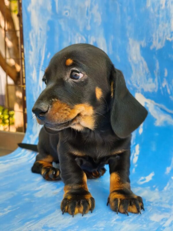 Vanora Dachshund Vanora Dachshund