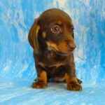 Veloura-female-Dachshund-puppy-for-sale-1