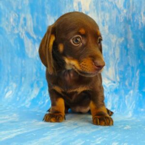 Veloura Dachshund Veloura Dachshund