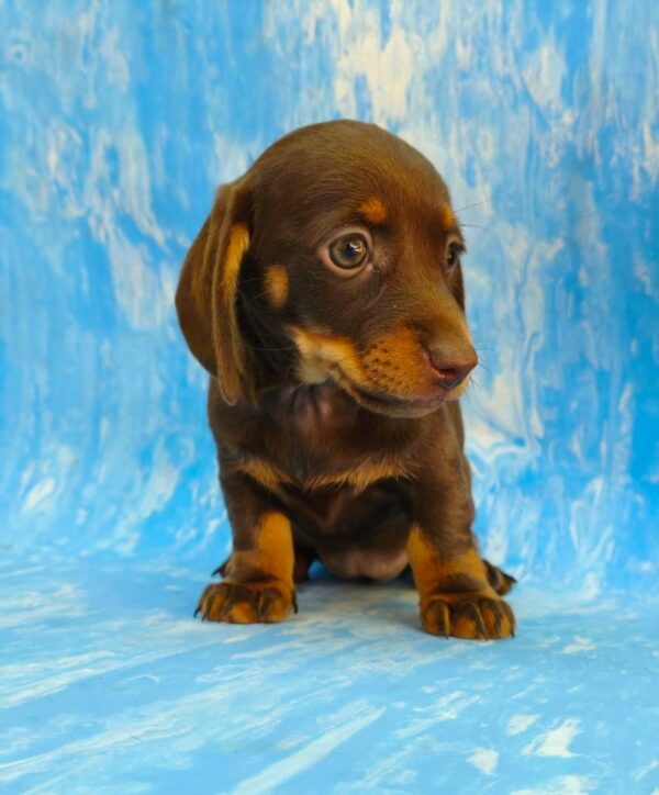 Veloura Dachshund Veloura Dachshund