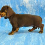 Veloura-female-Dachshund-puppy-for-sale-2