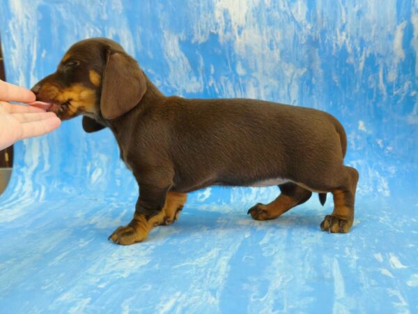 Veloura Dachshund Veloura Dachshund