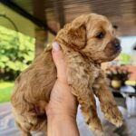 Vesper-male-Maltipoo-puppy-for-sale-1