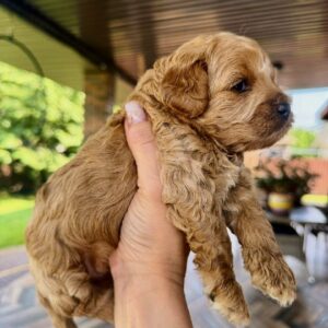 Vesper Maltipoo Vesper Maltipoo