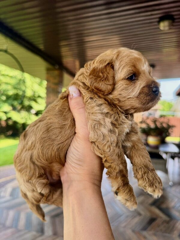 Vesper Maltipoo Vesper Maltipoo