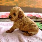 Vesper-male-Maltipoo-puppy-for-sale-2
