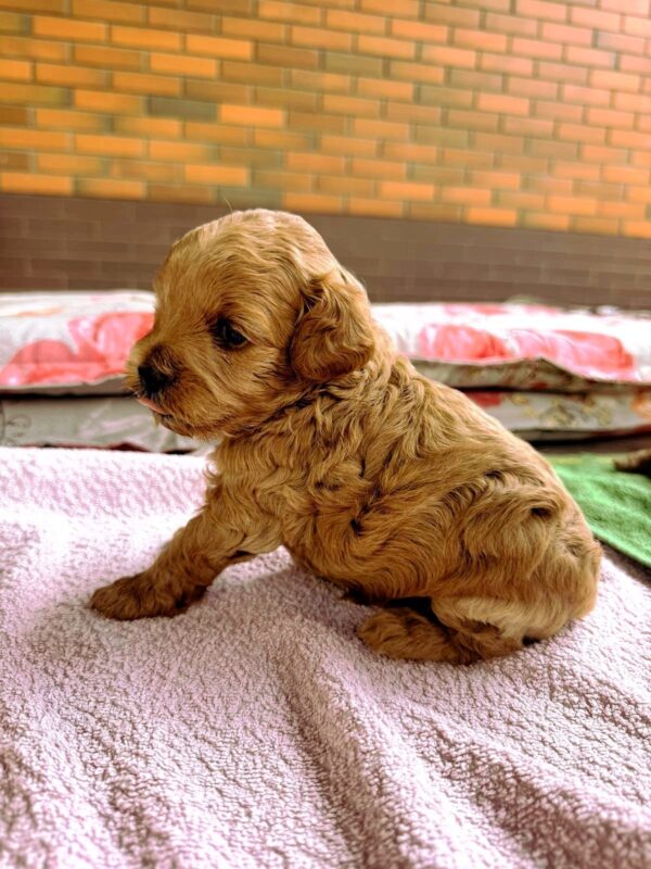 Vesper Maltipoo Vesper Maltipoo