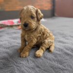 Vesper-male-Maltipoo-puppy-for-sale-3