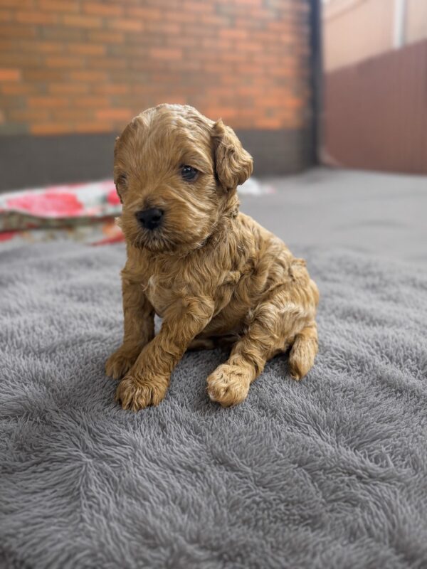 Vesper Maltipoo Vesper Maltipoo