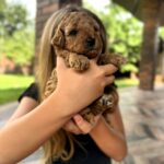 Vienna-female-Maltipoo-puppy-for-sale-2
