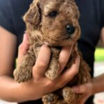 Vienna-female-Maltipoo-puppy-for-sale-3