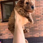 Vienna-female-Maltipoo-puppy-for-sale-4