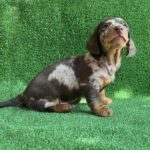 Viggo-male-Dachshund-puppy-for-sale-1
