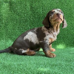 Viggo Dachshund Viggo Dachshund