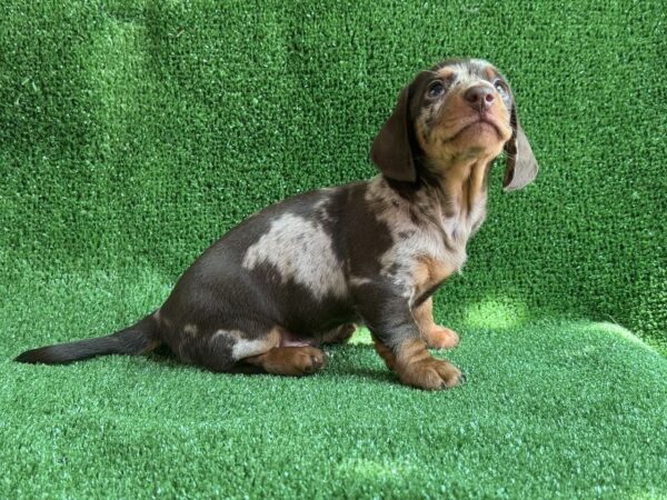 Viggo Dachshund Viggo Dachshund