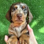 Viggo-male-Dachshund-puppy-for-sale-2