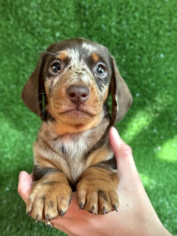 Viggo Dachshund Viggo Dachshund