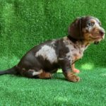 Viggo-male-Dachshund-puppy-for-sale-3