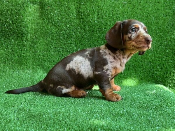 Viggo Dachshund Viggo Dachshund
