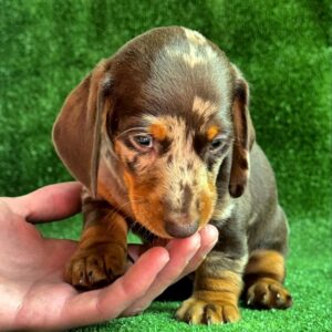 Viggo Dachshund Viggo Dachshund