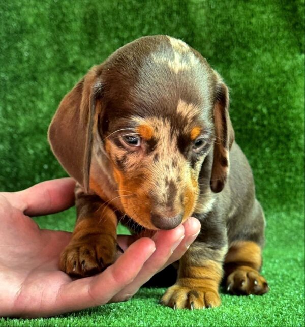Viggo Dachshund Viggo Dachshund
