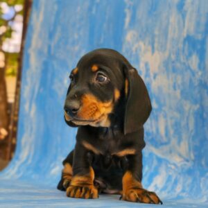 Vireo Dachshund Vireo Dachshund