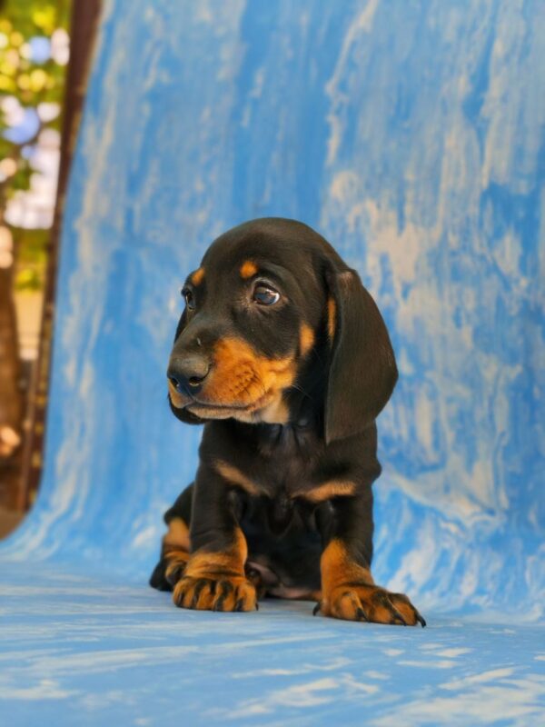 Vireo Dachshund Vireo Dachshund
