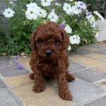 Warden-male-Toy-Poodle-puppy-for-sale-1