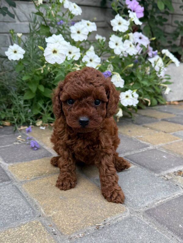 Warden Toy Poodle Warden Toy Poodle