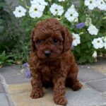 Warden-male-Toy-Poodle-puppy-for-sale-2