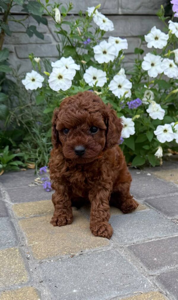Warden Toy Poodle Warden Toy Poodle