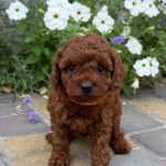 Warden-male-Toy-Poodle-puppy-for-sale-3